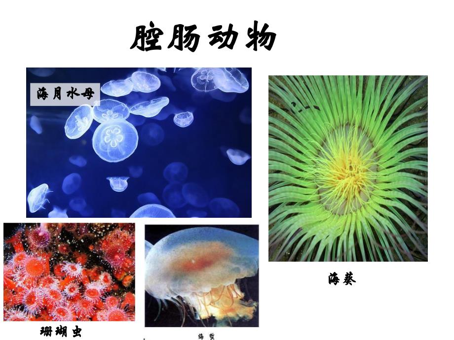 第一节腔肠动物和扁形动物.ppt_第2页