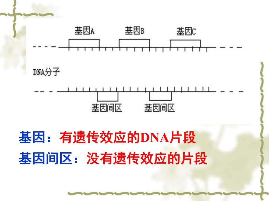 第一节基因指导蛋白质名师编辑PPT课件.ppt_第3页