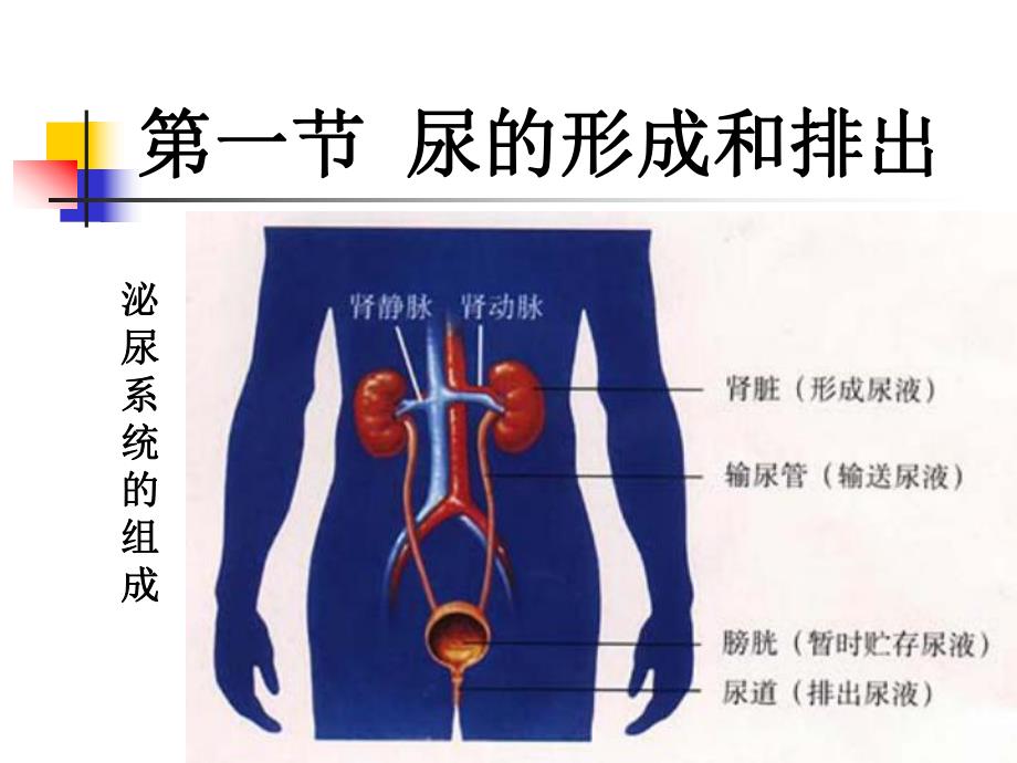 第一节尿的形成与排除.ppt_第3页