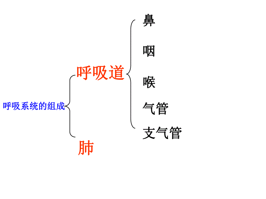 第一节呼吸道对空气的处理名师编辑PPT课件.ppt_第3页