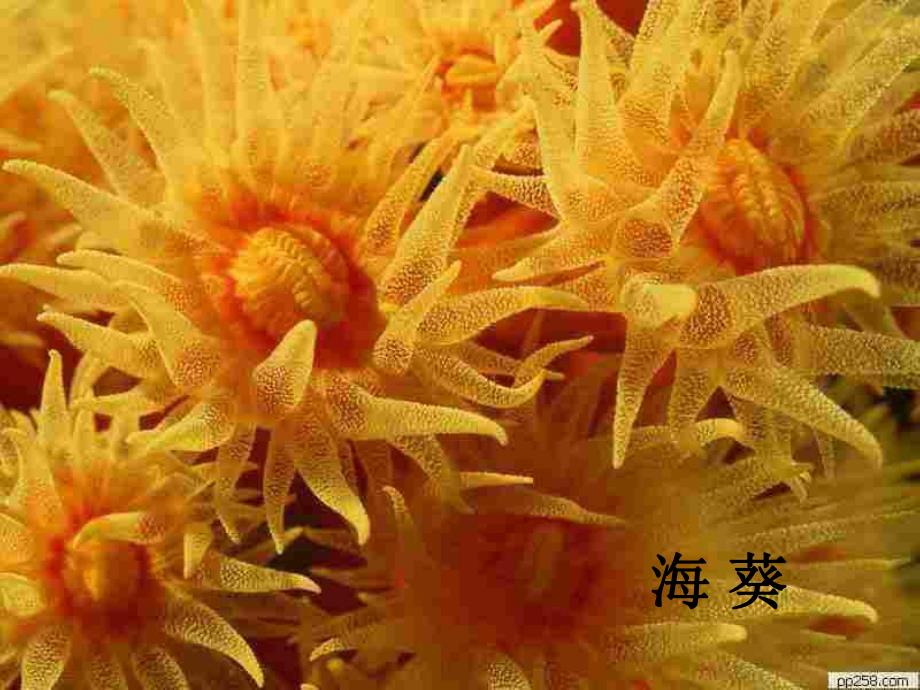 第一节腔肠动物.ppt_第3页