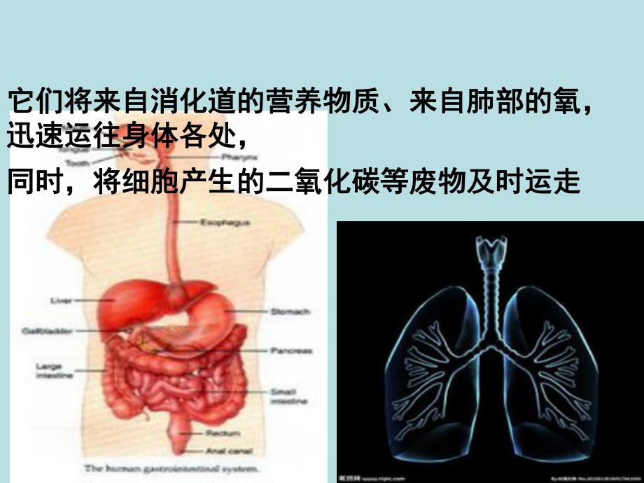 第一节流动的组织—血液.ppt_第3页