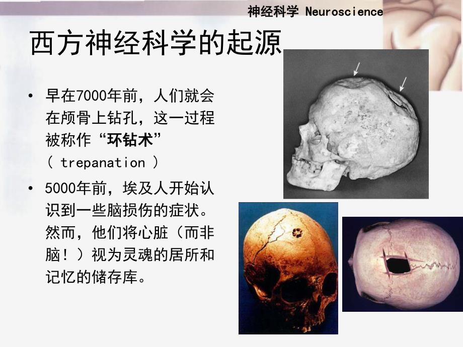 第一讲神经科学绪论.ppt_第3页