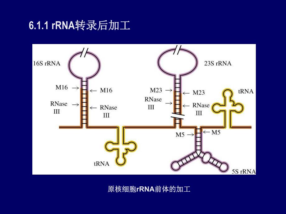 第6章转录后加工.ppt_第3页