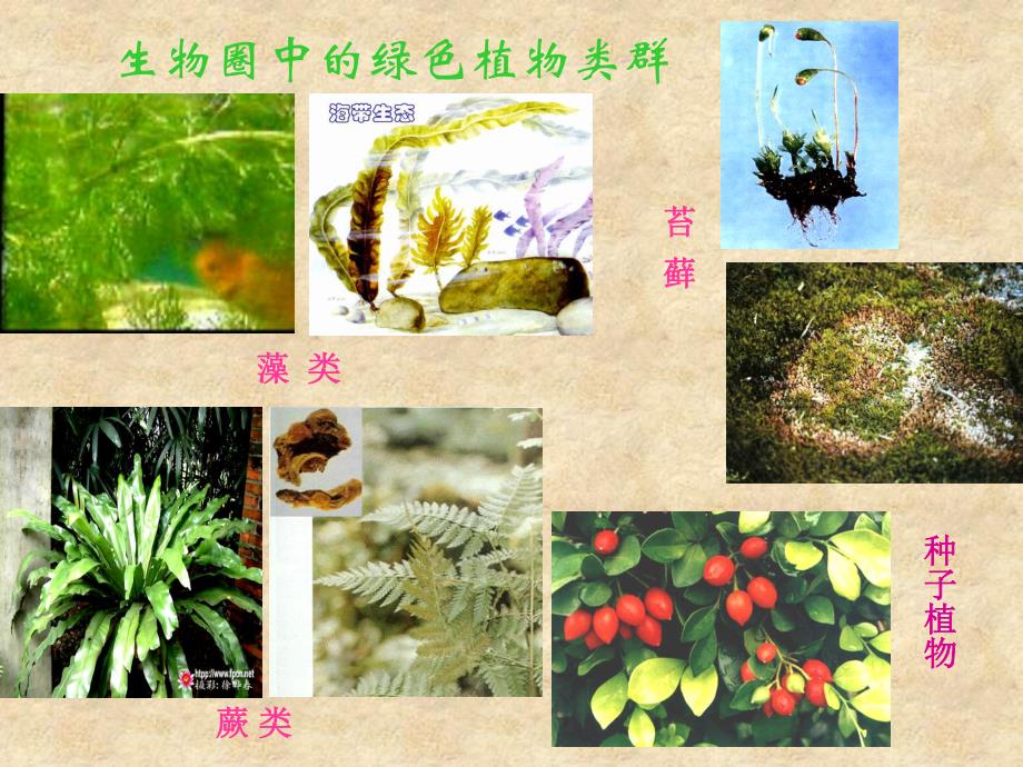 第一节藻类苔藓和蕨类植物课件.ppt_第2页