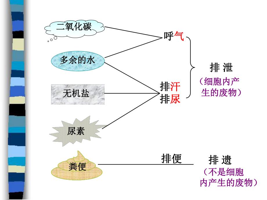 第一节尿的形成和排出.ppt_第2页