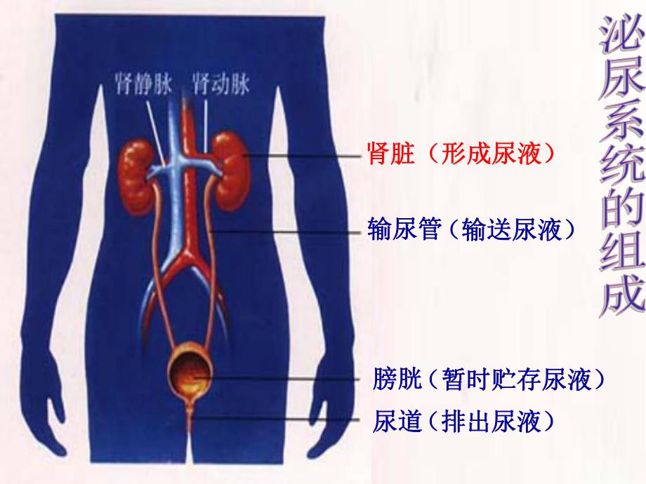 第一节尿的形成和排出.ppt_第3页