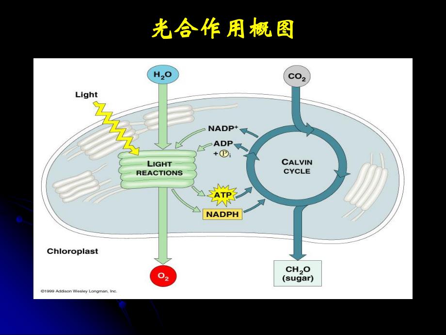 第七章 光合作用.ppt_第3页