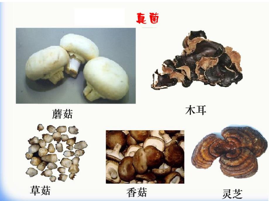 第一节细菌和真菌的分布名师编辑PPT课件.ppt_第3页