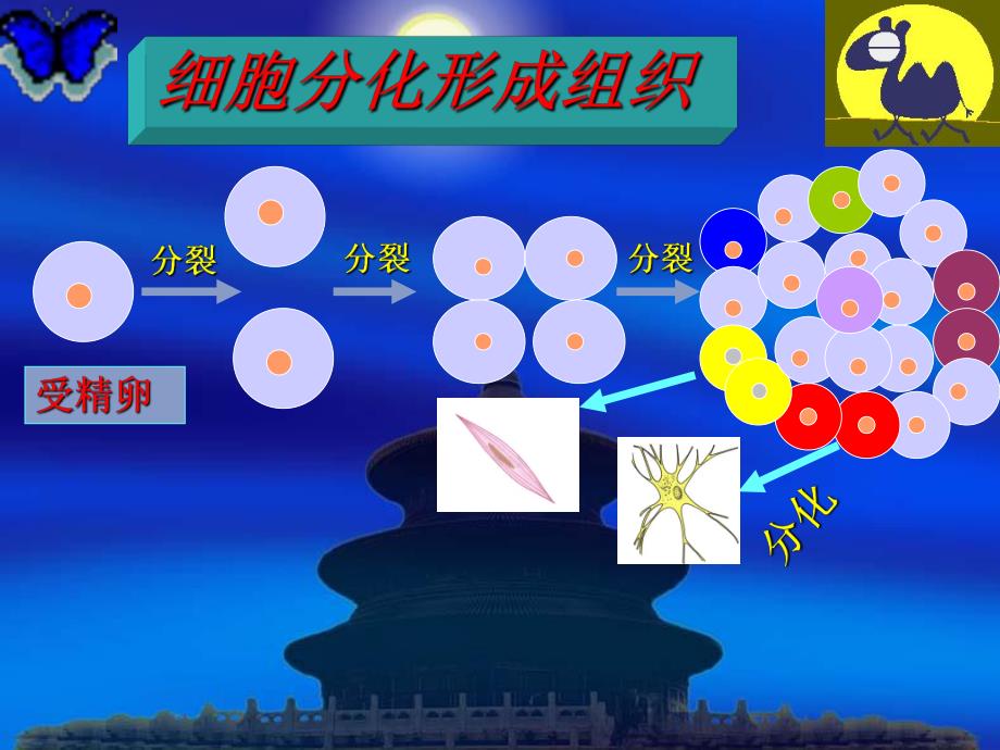 第一节动物体的结构层次名师编辑PPT课件.ppt_第2页