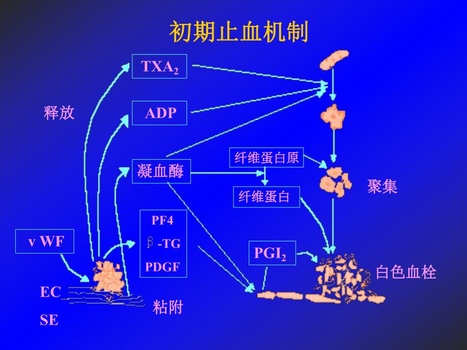 出血性与血栓性疾病诊断和治疗..ppt_第3页