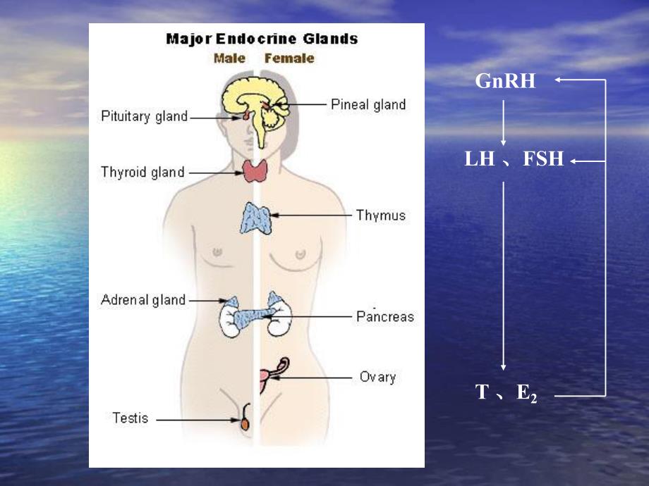 特发性低促性腺激素性性腺功能减退.ppt_第3页