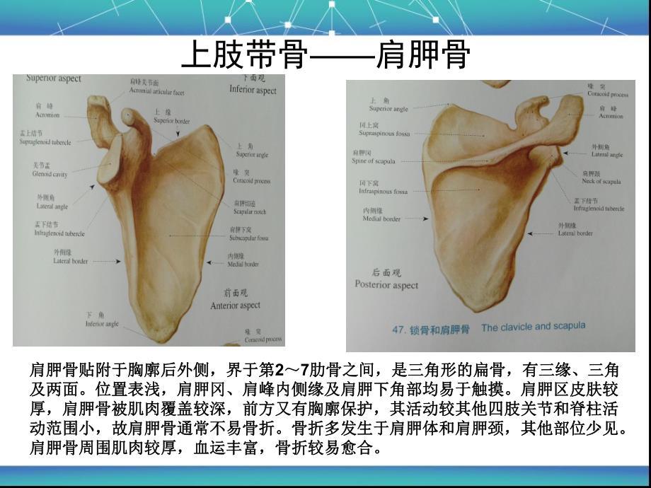 上肢骨折的术后护理.ppt_第3页