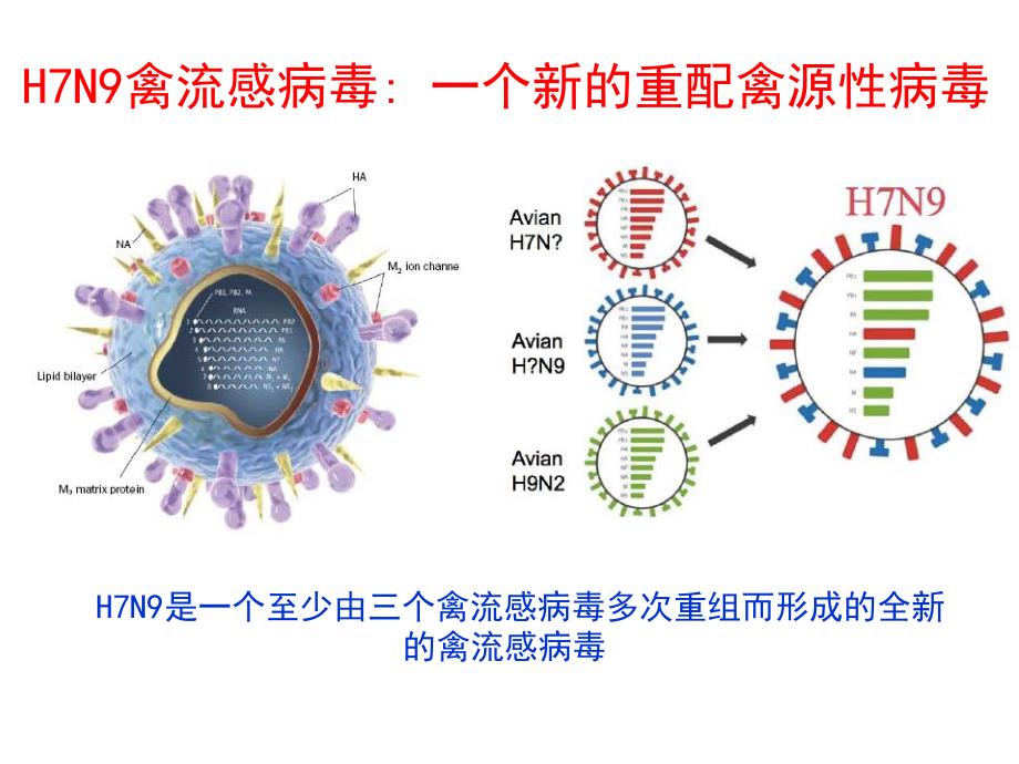 H7N9禽流感的发病机制、临床表现、检查及诊断.ppt_第3页