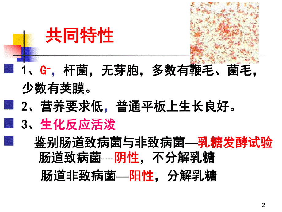 肠道杆菌.ppt_第2页