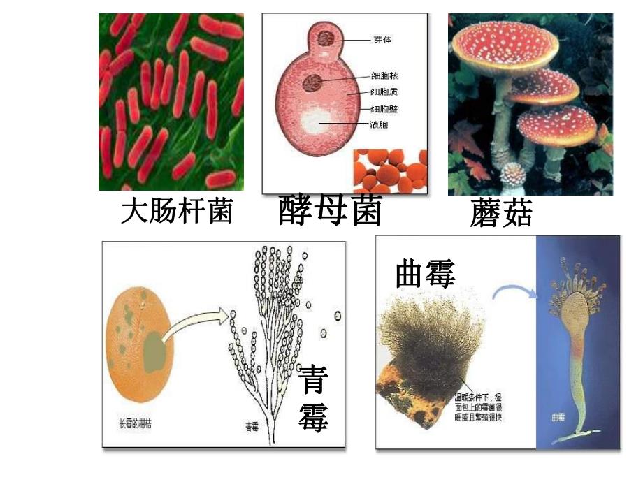 第一节细菌和真菌的分布.ppt.ppt_第2页