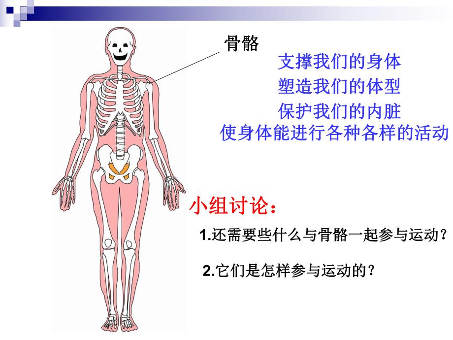 教科版小学科学《骨骼、关节和肌肉》课件.ppt_第1页