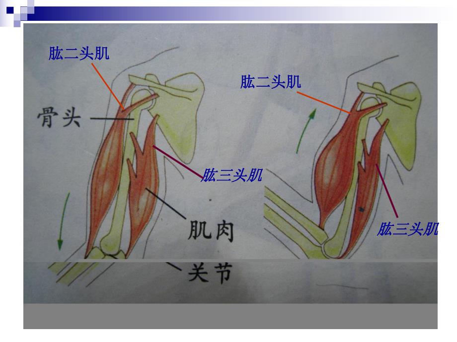 教科版小学科学《骨骼、关节和肌肉》课件.ppt_第3页