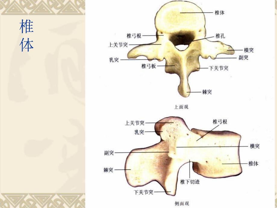 腰椎病.ppt.ppt_第3页