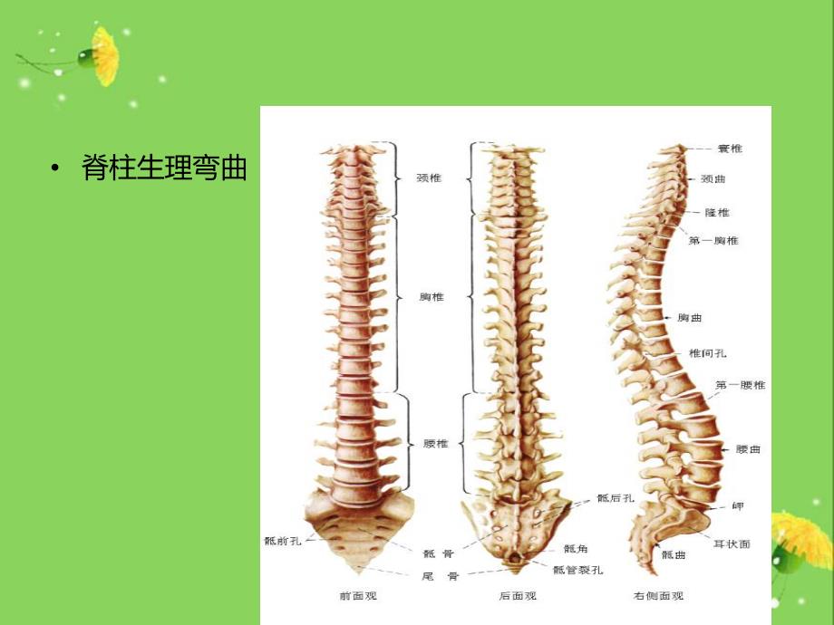 脊柱骨折护理2.ppt_第3页