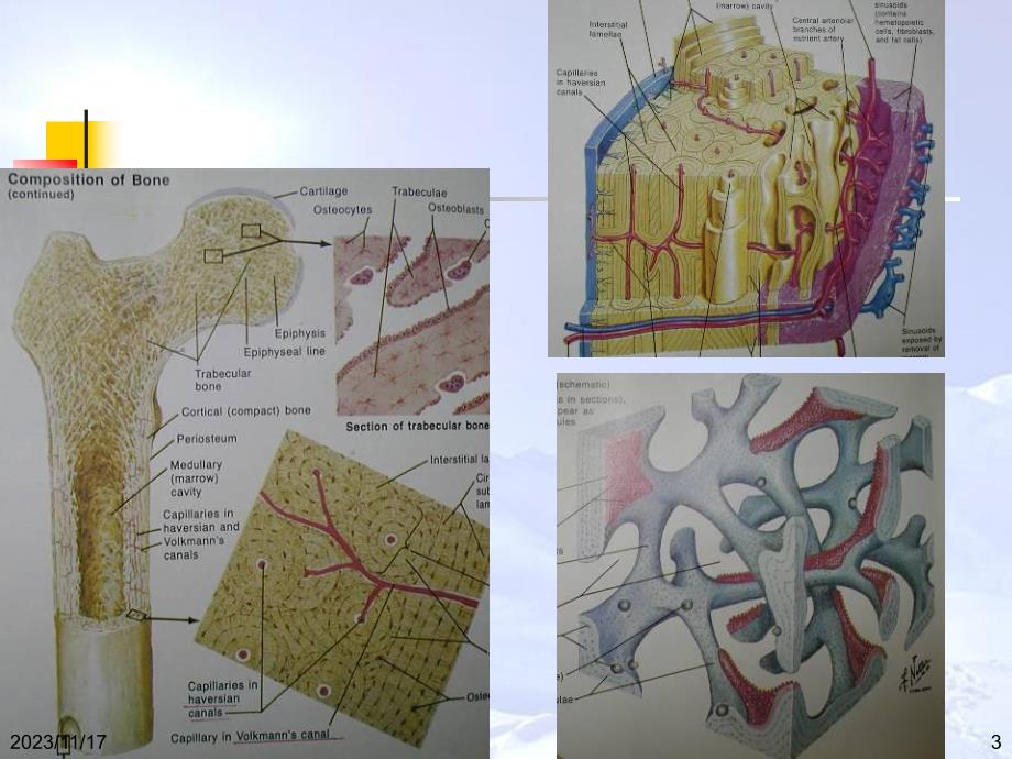 老人骨质疏松症.ppt_第3页