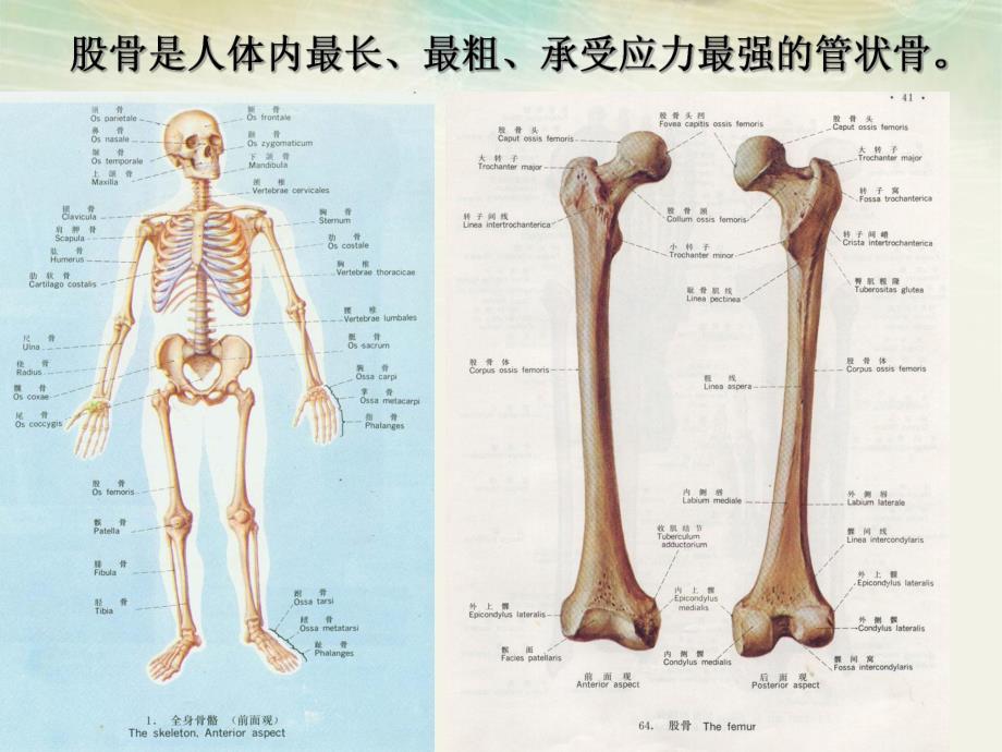 股骨颈骨折病人的护理.ppt_第2页