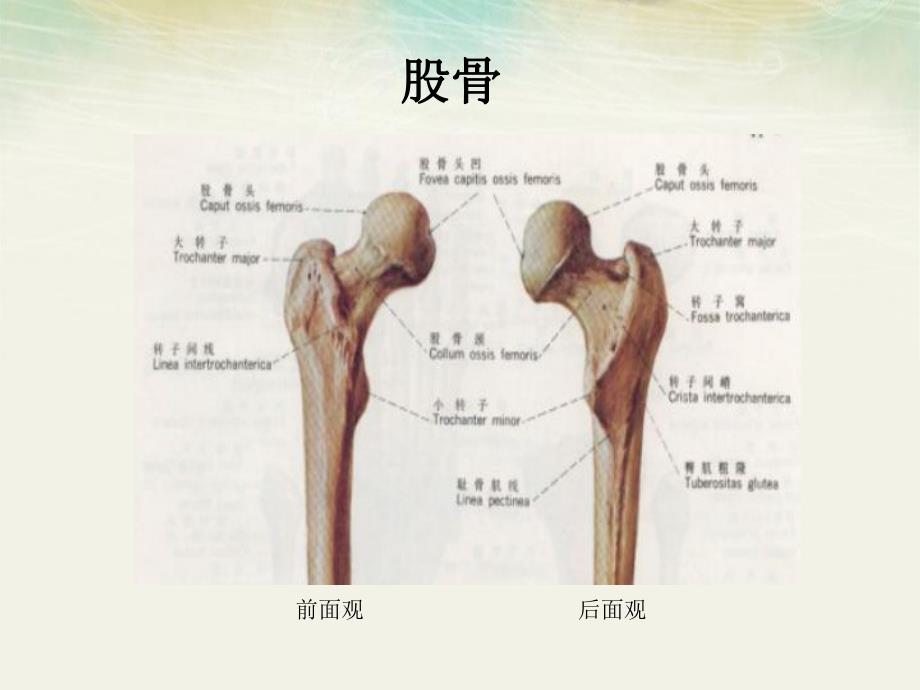 股骨颈骨折病人的护理.ppt_第3页