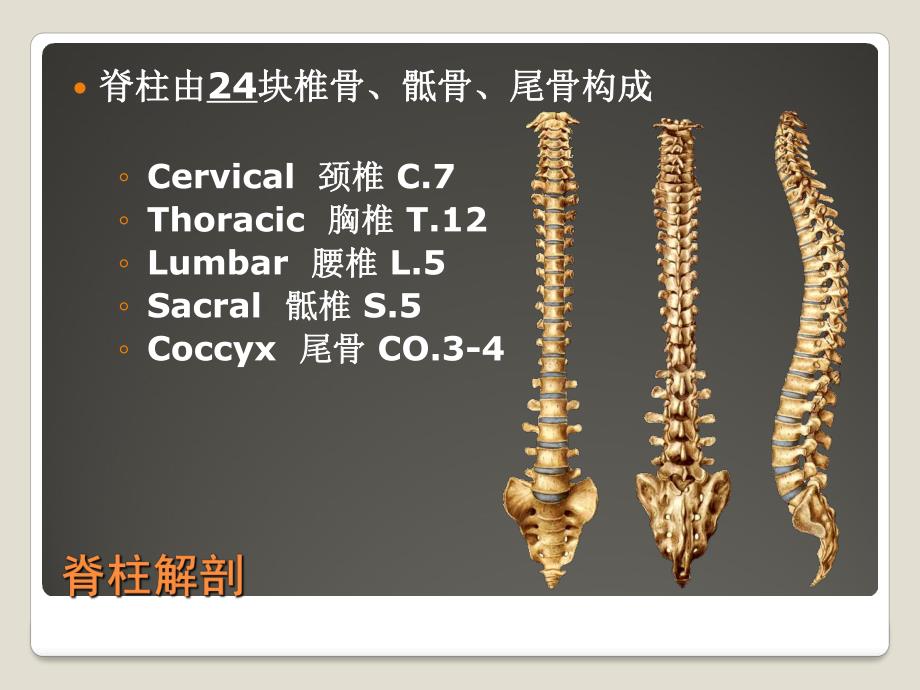 脊柱解剖基础与阅片.ppt_第2页