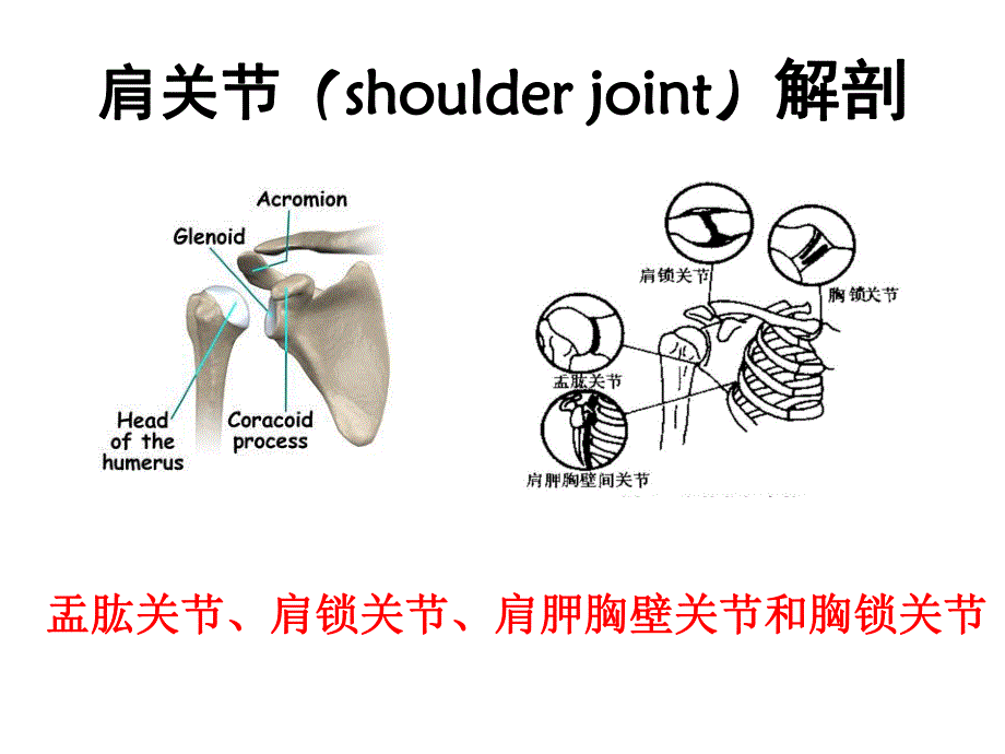 肩关节痛的鉴别诊断.ppt_第2页