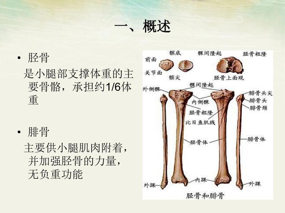 胫腓骨骨折的护理.ppt_第2页