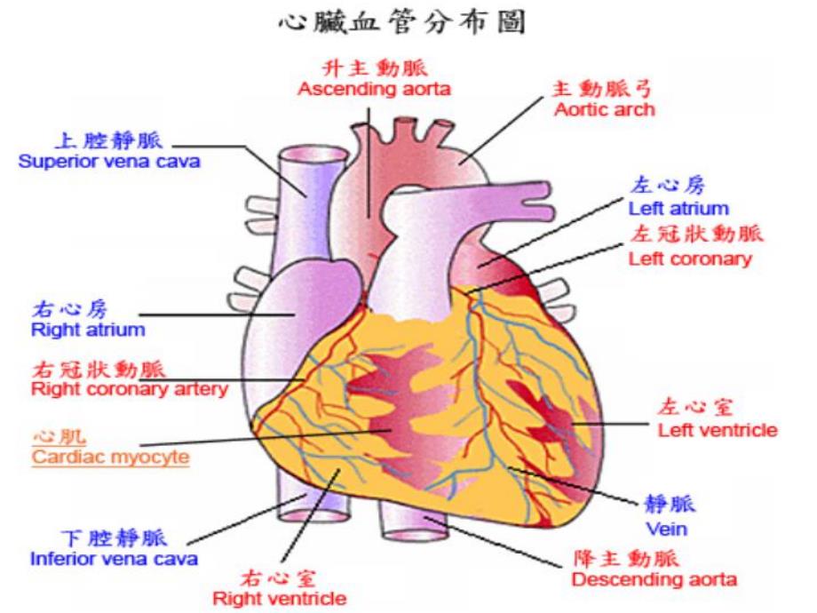 急性心梗患者介入术后护理精要.ppt_第2页