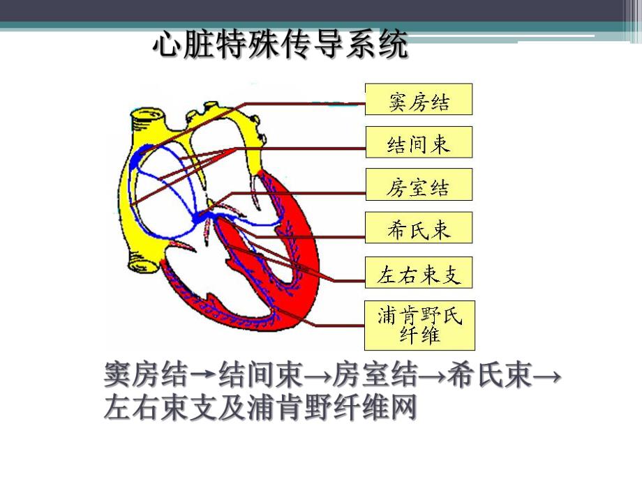 心律失常患者的护理.ppt_第3页