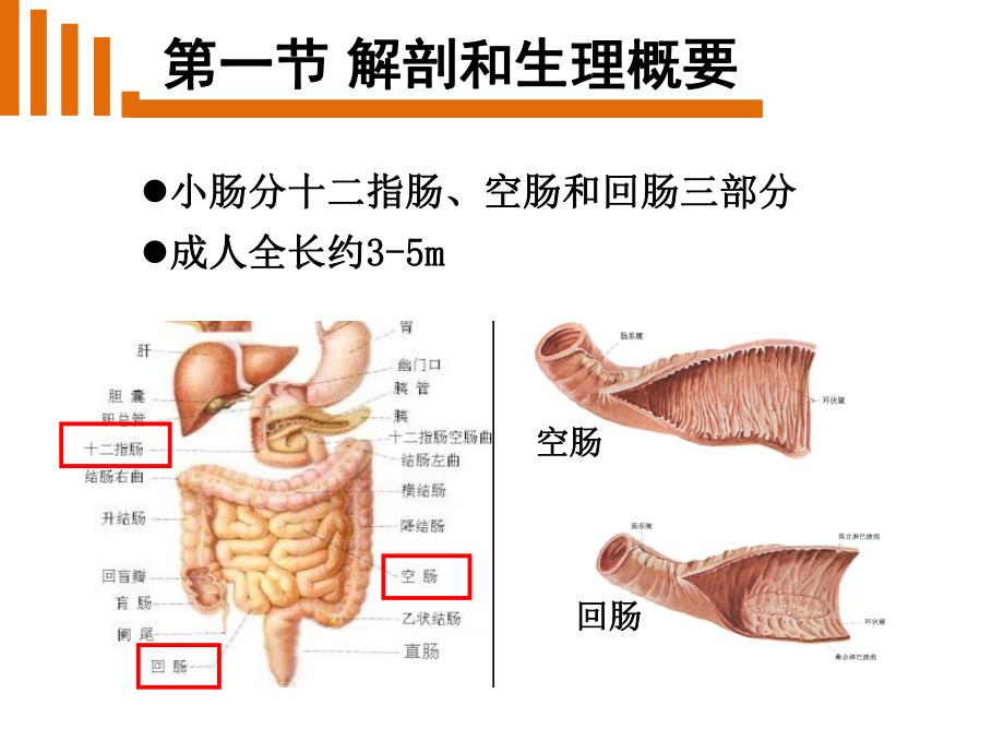 外科小肠疾病病人的护理.ppt_第2页