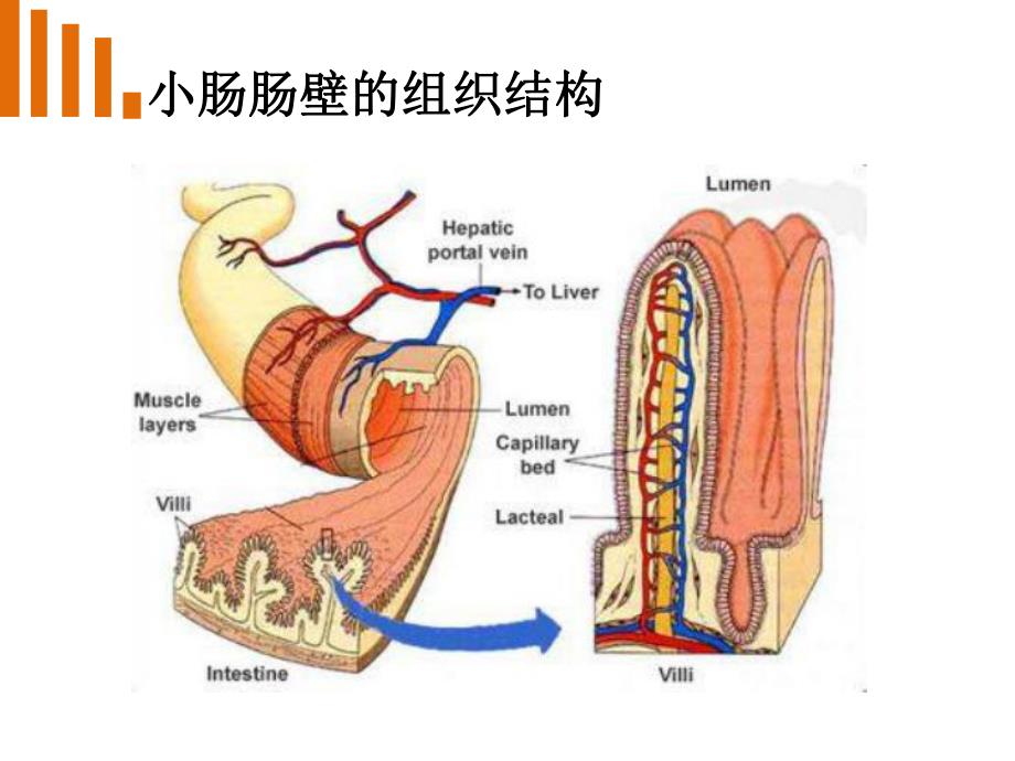 外科小肠疾病病人的护理.ppt_第3页