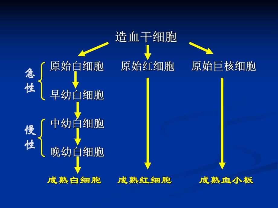 急性白血病病人护理.ppt_第3页