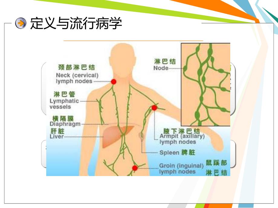 淋巴瘤查房幻灯片.ppt_第3页