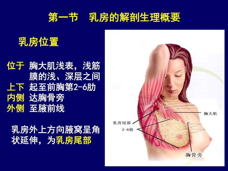 乳腺疾病病人的护理.ppt_第2页