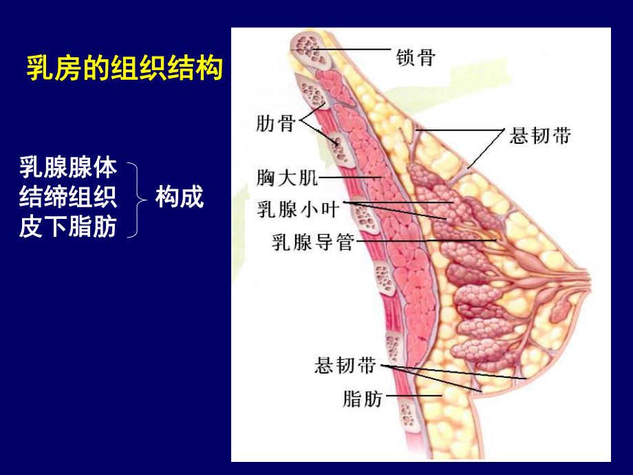 乳腺疾病病人的护理.ppt_第3页