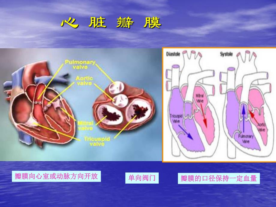 二尖瓣置换手术护理.ppt_第2页