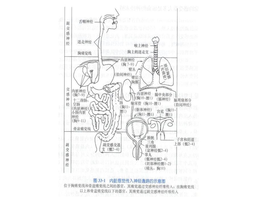 第33章神经系统对内脏活动,本能行为.ppt_第2页