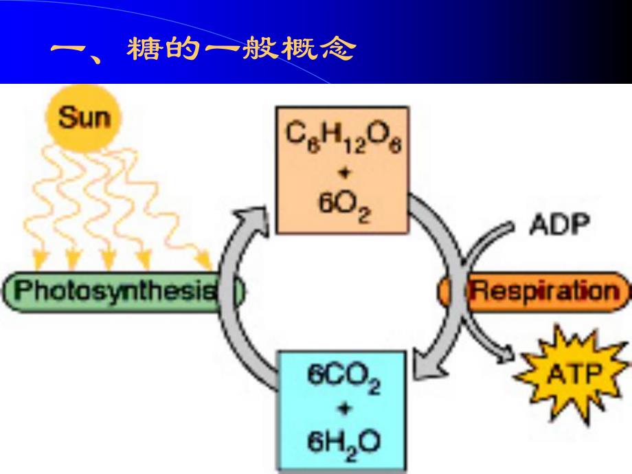 第2章糖类的结构与功能.ppt_第3页