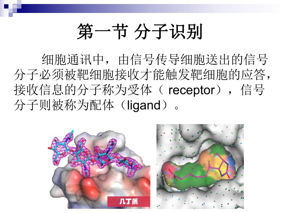 第2章蛋白质结构与功能——受体.ppt_第3页