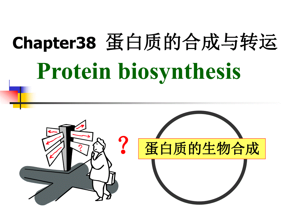 第38章蛋白质的合成与转运.ppt_第1页