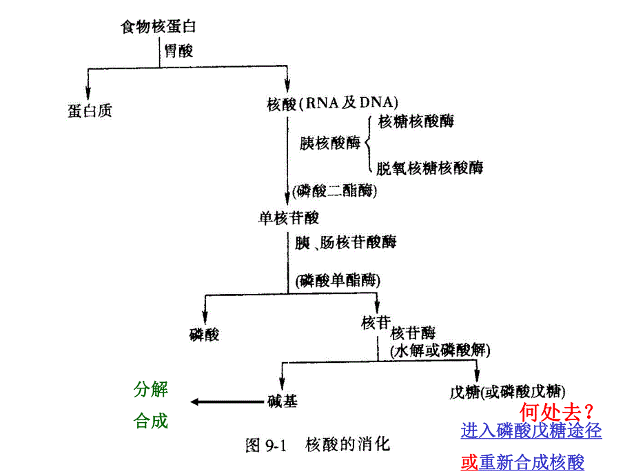 第33章核酸的降解和核苷酸代谢.ppt_第3页