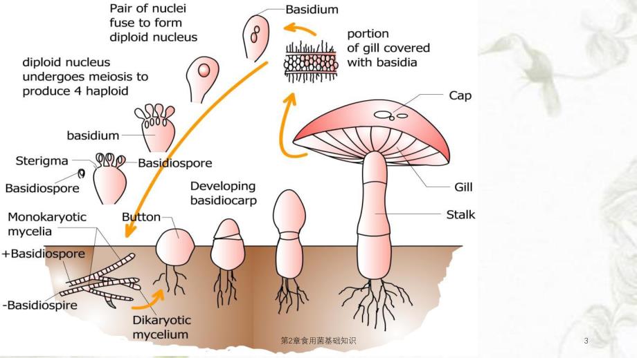 第2章食用菌基础知识课件.ppt_第3页