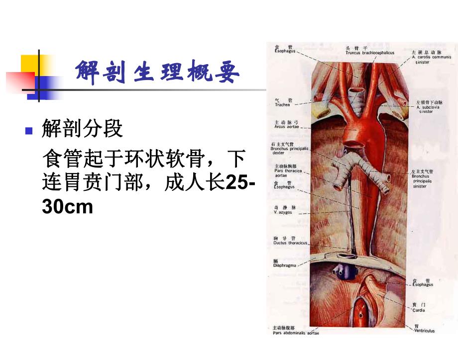 食管疾病护理.ppt_第3页