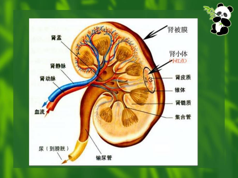 肾源性水肿的护理.ppt.ppt_第3页