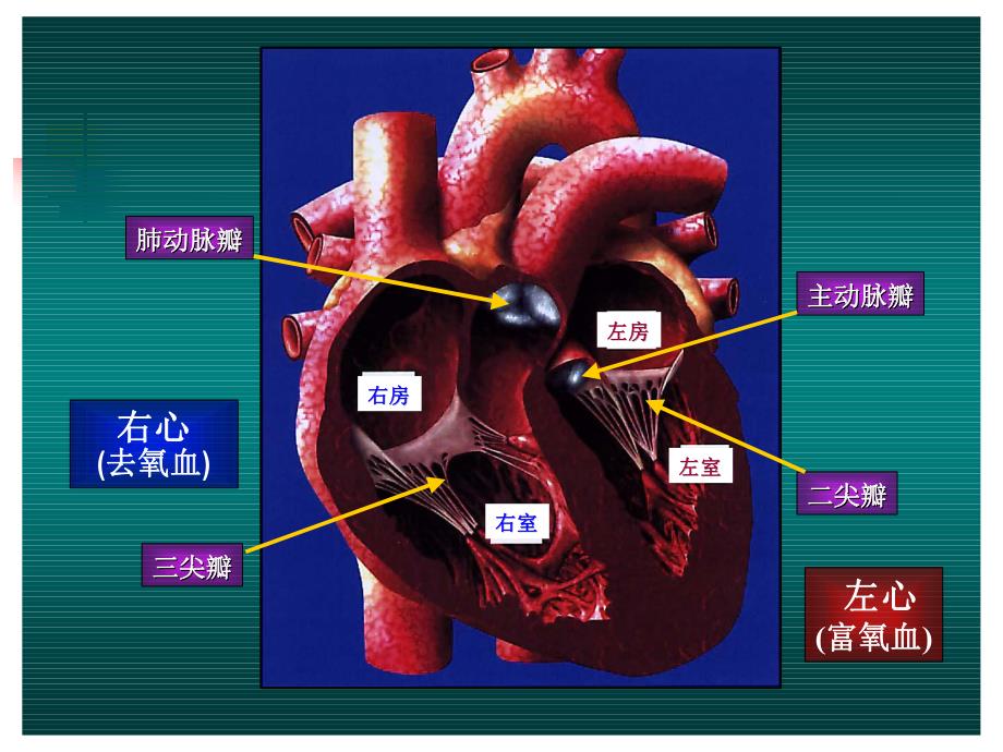 风心病及术前术后护理.ppt_第2页