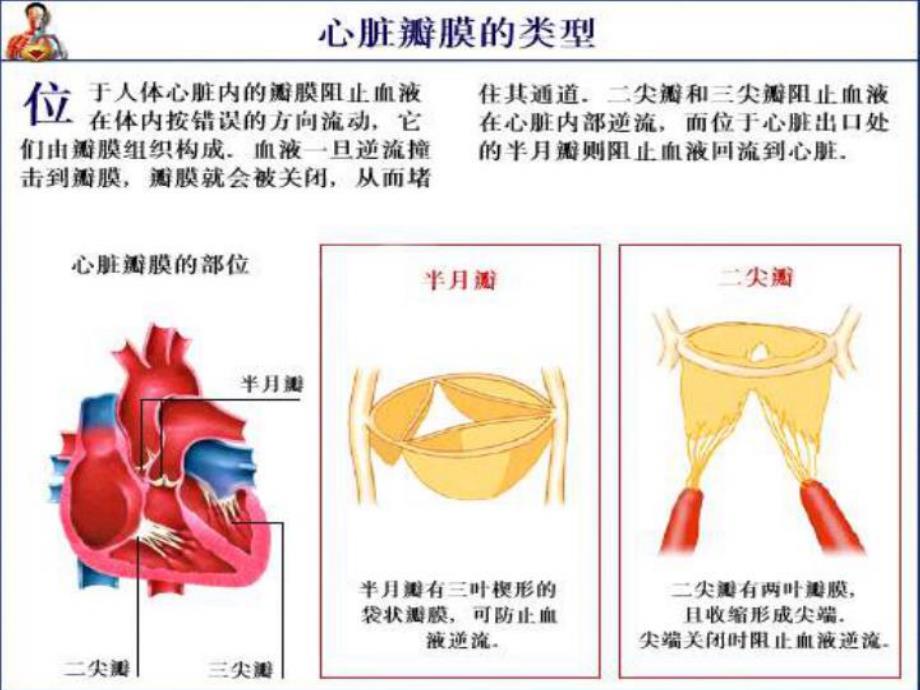 风心病及术前术后护理.ppt_第3页