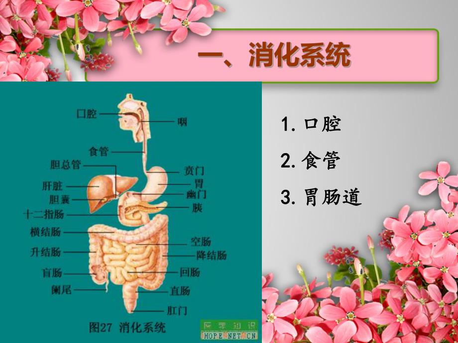 老护理第四章老人营养与排泄的护理.ppt_第3页